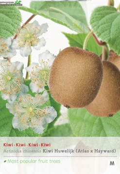 Actinidia Ch. Huwelijk