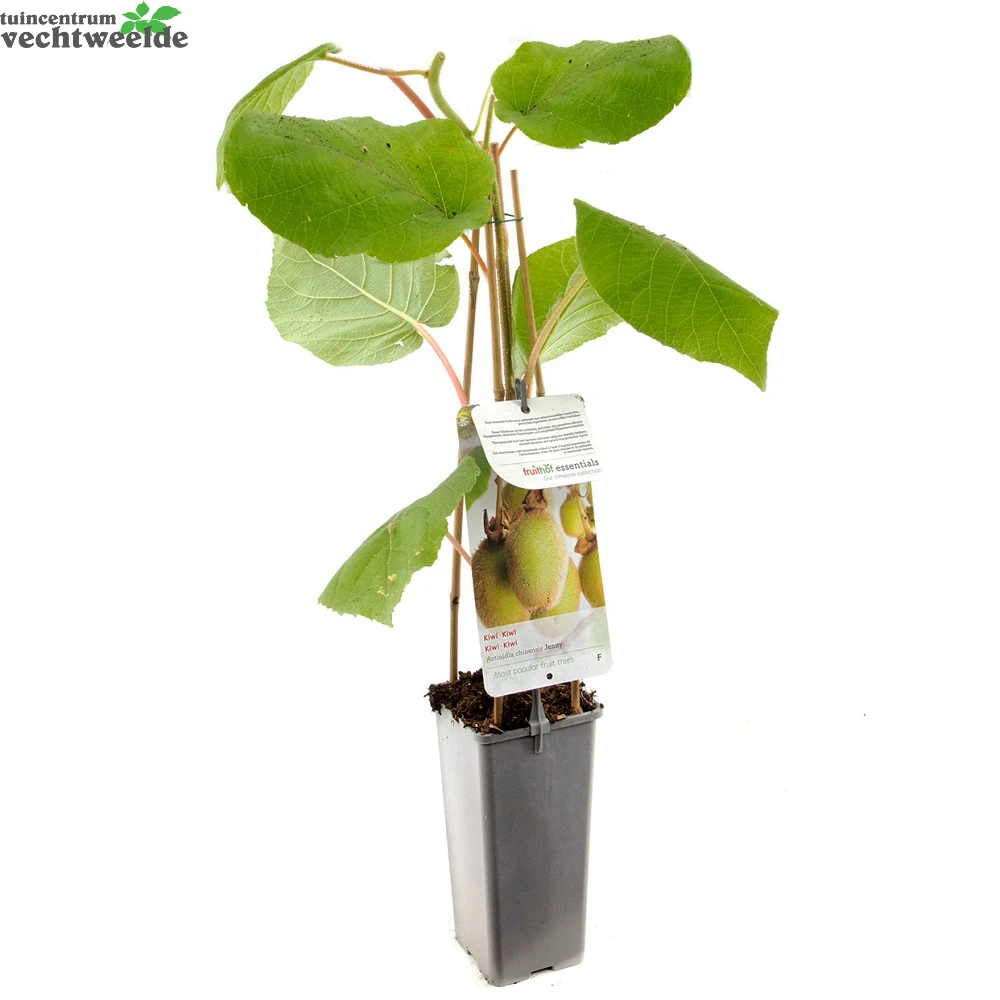 Actinidia Deliciosa 'Jenny' - Afbeelding 2