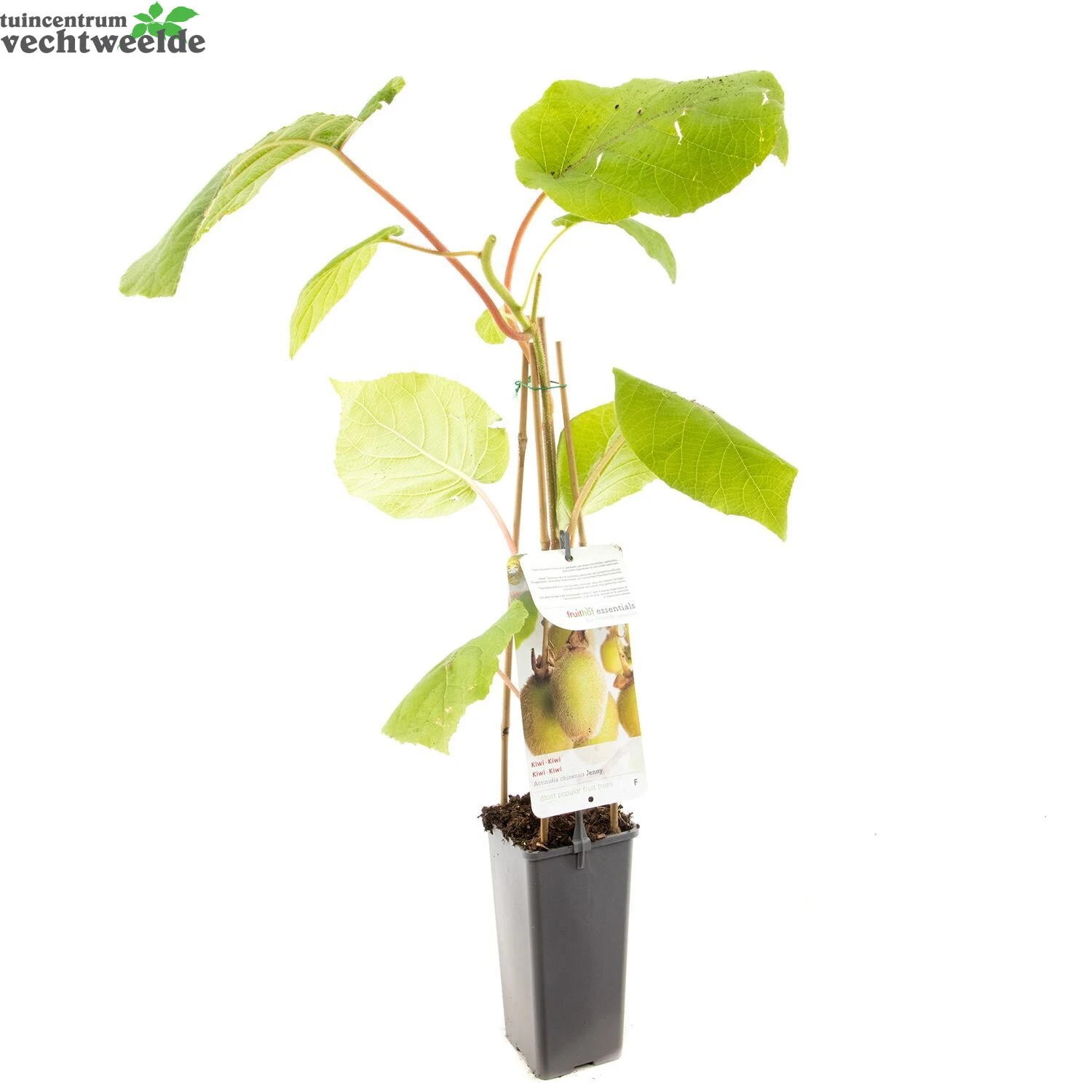 Actinidia Deliciosa 'Jenny' - Afbeelding 3