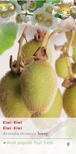 Actinidia Deliciosa 'Jenny'