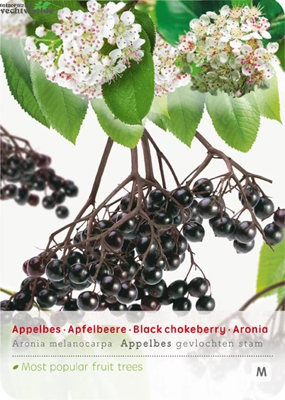 Aronia Melanocarpa Appelbes Op Stam