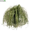 Carex 'Feather Falls' 5 Liter Pot