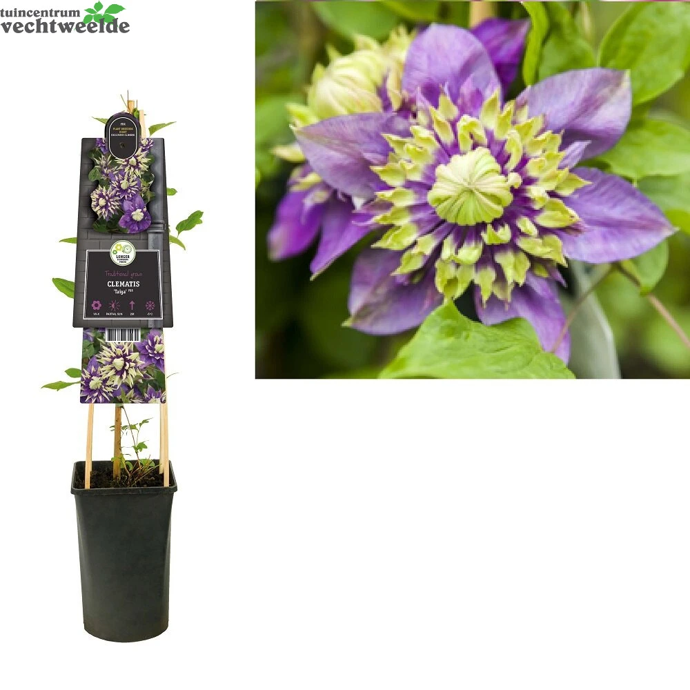 Clematis Flor. Taiga PBR 3.0 P16