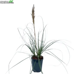 Cortaderia Se. 'Minipampas' H80/+cm.