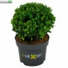 Ilex Crenata 'Dark Green'®