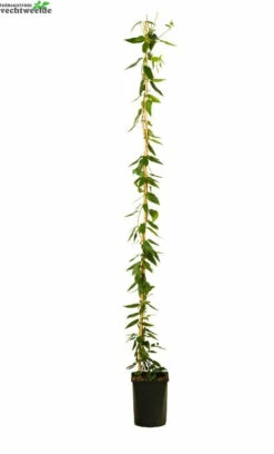 Lonicera Henryi 'Copper Beauty' PBR