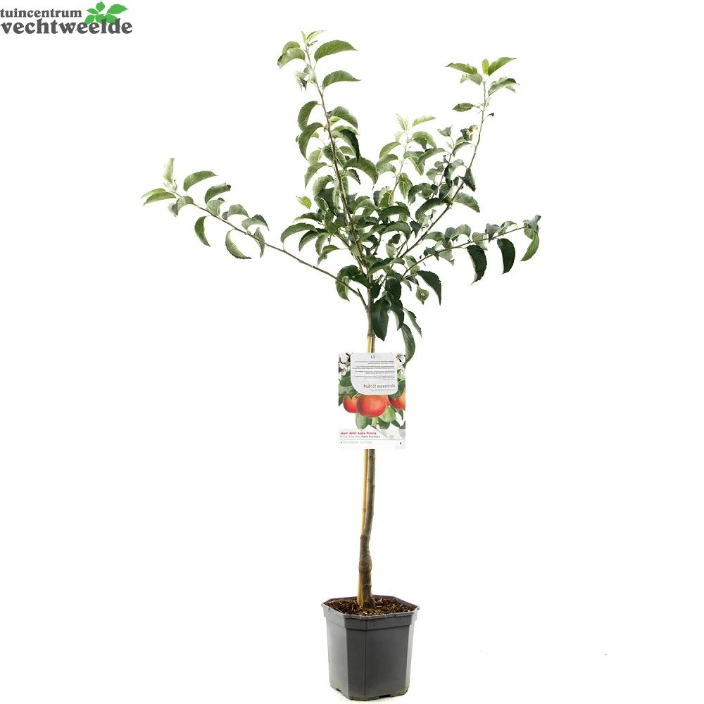 Malus D. 'Rode Boskoop' - Afbeelding 2