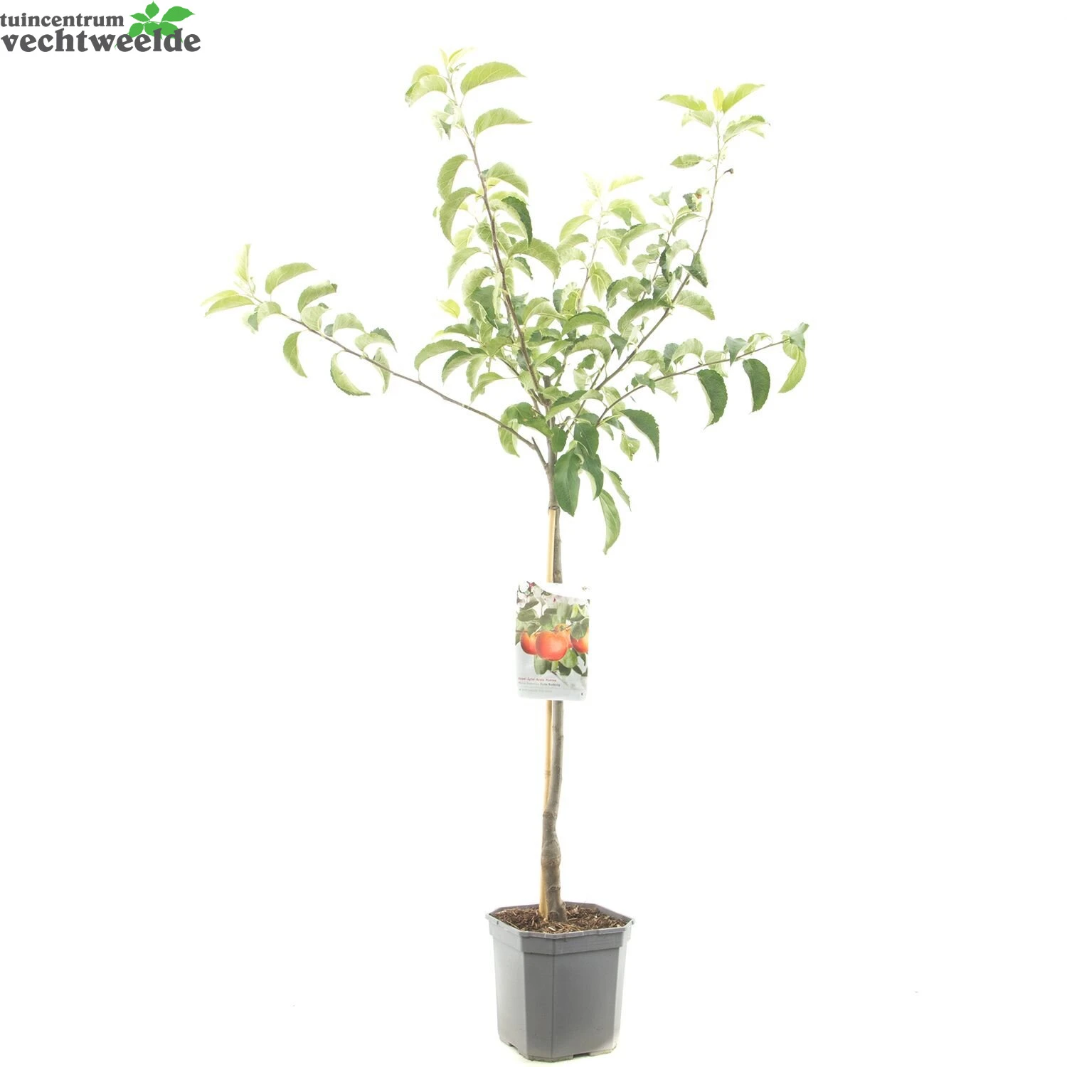 Malus D. 'Rode Boskoop' - Afbeelding 3