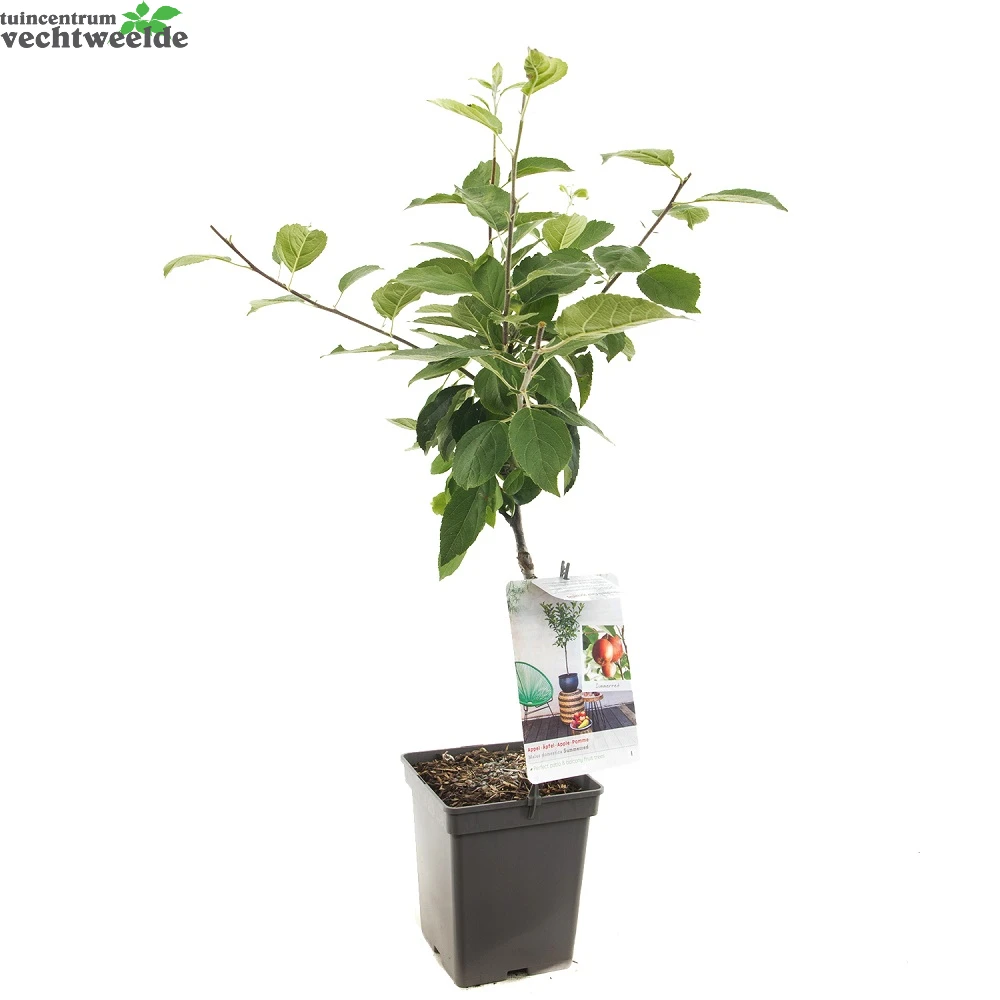 Malus D. 'Summerred' - Afbeelding 2