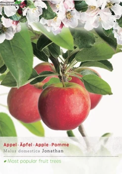 Malus Dom. Jonathan Halfstam P27