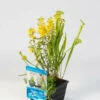 Mix Mand Met 3 Waterplanten