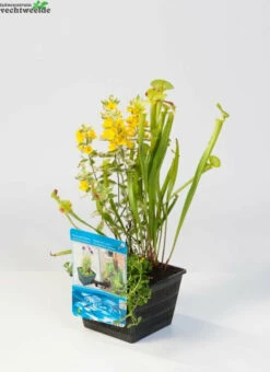 Mix Mand Met 3 Waterplanten