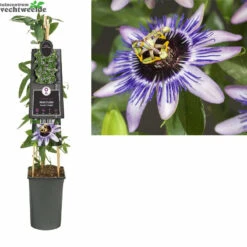 Passiflora Damsels Delight 3.0 P16