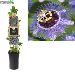 Passiflora Purple Rain P16 3.0