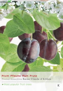Prun Dom. Reine Cl. D Althan P24