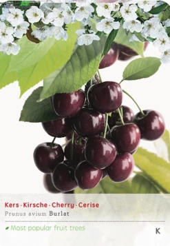 Prunus Avium Burlatstruik P24