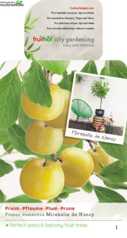 Prunus D. 'Mirabelle De Nancy'