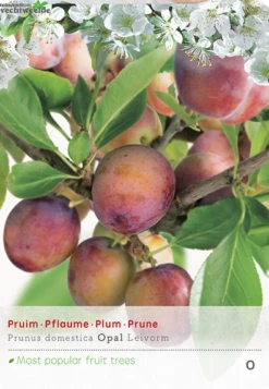Prunus D. 'Opal'
