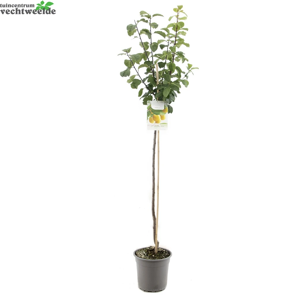 Prunus D. R Cl. DOullin P27 H120cm - Afbeelding 2