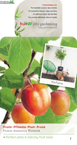 Prunus D. 'Victoria'