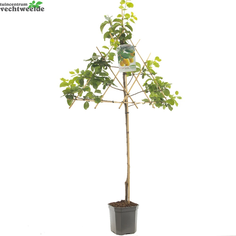 Prunus Dom. Reine Cl. DOullins P24 - Afbeelding 2