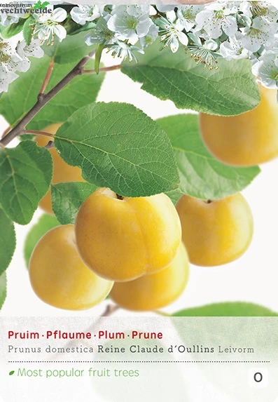 Prunus Dom. Reine Cl. DOullins P24