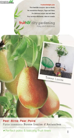 Pyrus Bonne Louise DAvranches P22