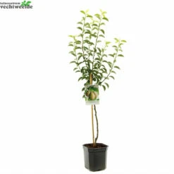 Pyrus Com Doyenne D C WT P24