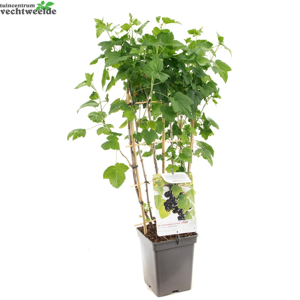 Ribes N. Zwarte Bes Leivorm Vp5 - Afbeelding 2