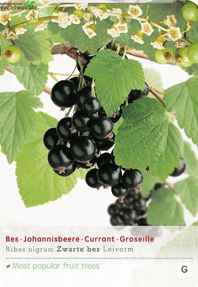 Ribes N. Zwarte Bes Leivorm Vp5