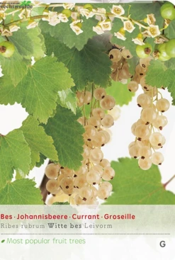 Ribes R. Witte Parel Leivorm Vp5