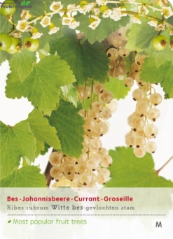 Ribes 'Witte Bes'