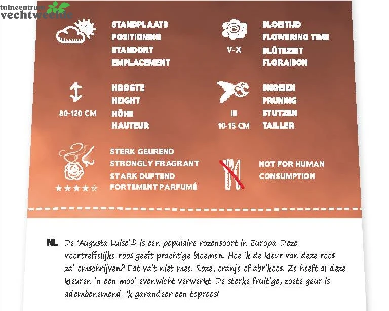 Rosa 'Augusta Luise'® - Afbeelding 2