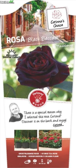 Rosa 'Black Baccara'®