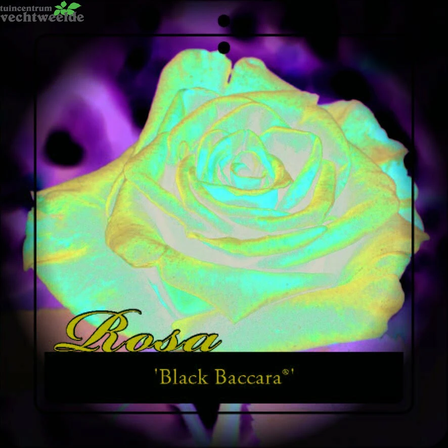 Rosa 'Black Baccara'® - Afbeelding 2
