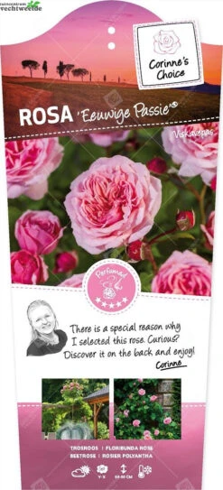 Rosa Eeuwige Passie C3RP