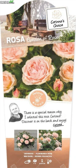 Rosa 'Garden Of Roses'®pot 24, Stam 60