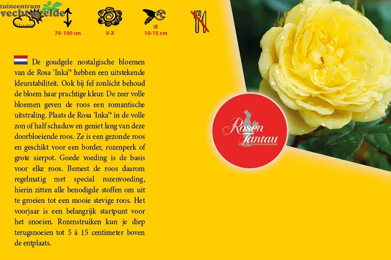 Rosa 'Inka'® - Afbeelding 2