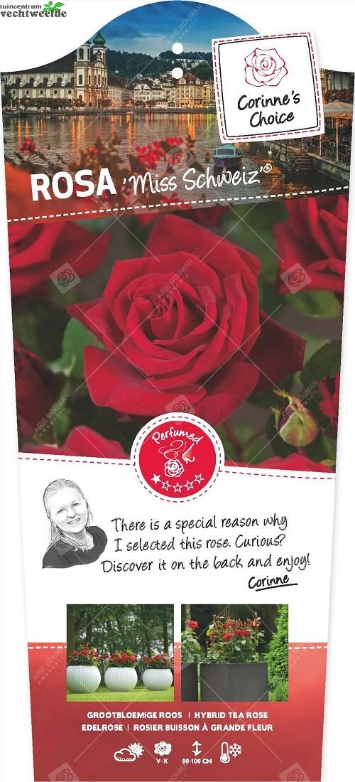 Rosa Miss Schweiz C3RP