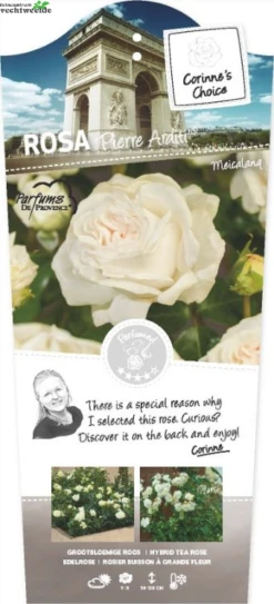 Rosa 'Pierre Arditi'®