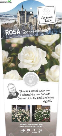 Rosa 'Schneewittchen'®pot 24, Stam110