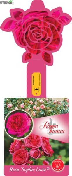 Rosa 'Sophie Luise'®