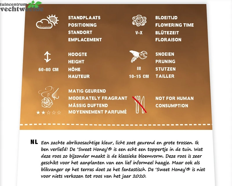 Rosa 'Sweet Honey'® - Afbeelding 2