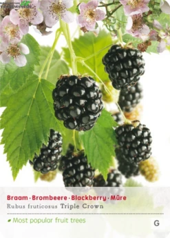 Rubus Fru. 'Triple Crown'
