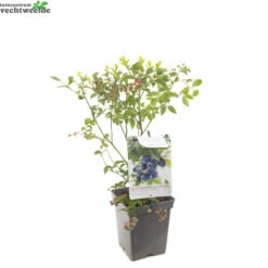 Vaccinium Cor. 'Bluecrop'