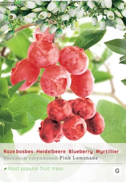 Vaccinium Cor. 'Pink Lemonade'