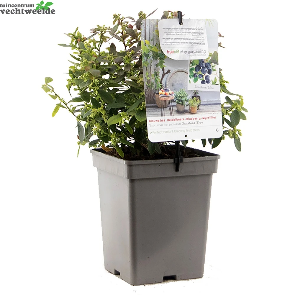 Vaccinium Corymbosum Pot 23cm. - Afbeelding 3