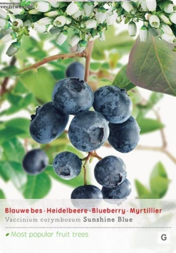 Vaccinium Corymbosum Pot 23cm.