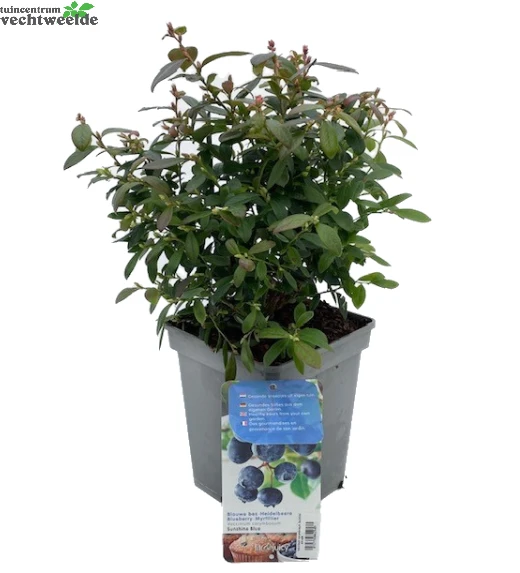 Vaccinium Corymbosum Pot 23cm. - Afbeelding 4