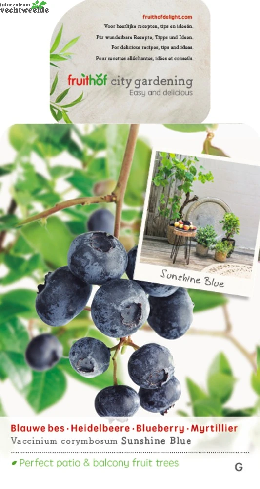 Vaccinium Corymbosum Pot 23cm. - Afbeelding 2